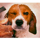 Illustration for article titled This Dog Is Made Entirely of Sprinkles
